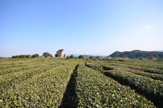 茶園 北苑御茶 鳳冠巖 鳳山