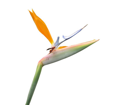 天堂之鳥(niǎo)