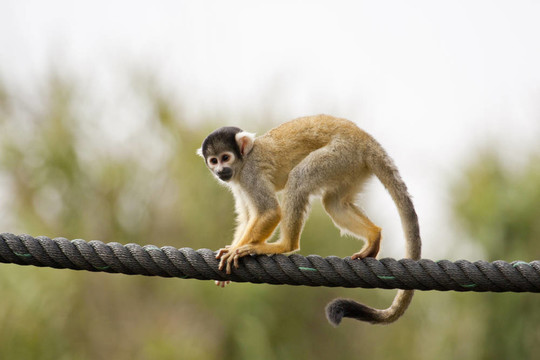 黑帽Squirrel Monkey