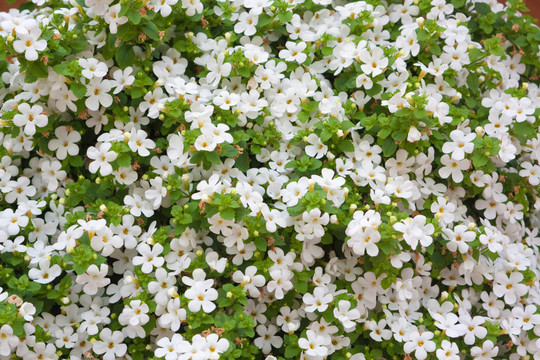 背景的花