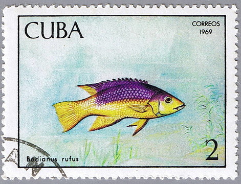 紅普提魚
