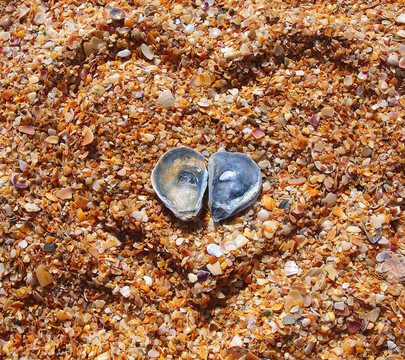 海滩上的两个贝壳