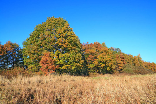 櫟樹林在秋天的田野
