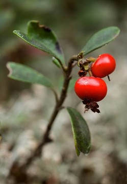 Bearberry。