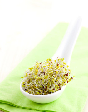 匙上的花椰菜芽