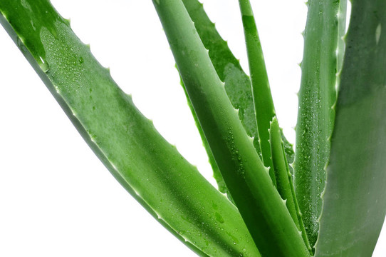蘆薈