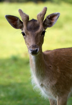 Fallow Deer（北緯黇鹿）