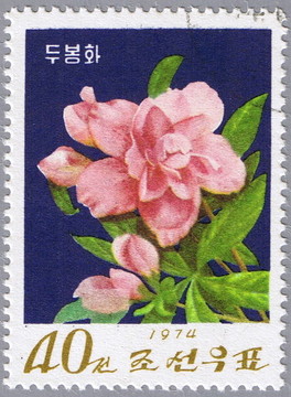杜鵑花