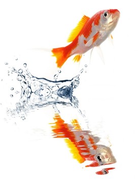 金魚