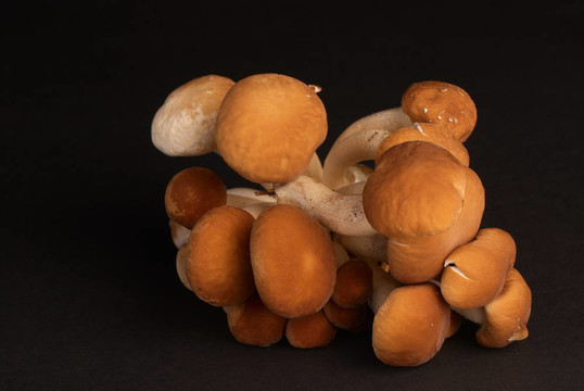 黑楊樹菇
