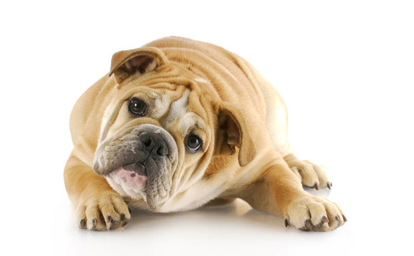 斗牛犬放下