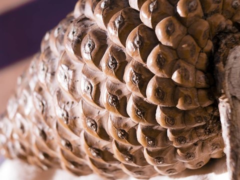 松樹(shù)的球果