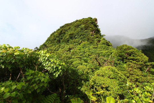 熱帶雨林Saint Kitts