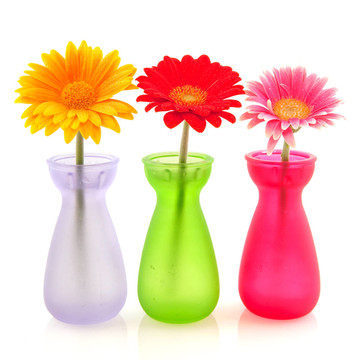 Colorful Gerber的花