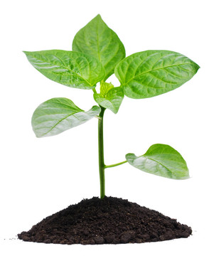 植物和土壤