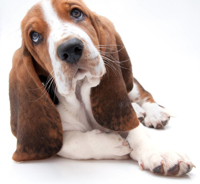 巴吉度獵犬小狗特寫