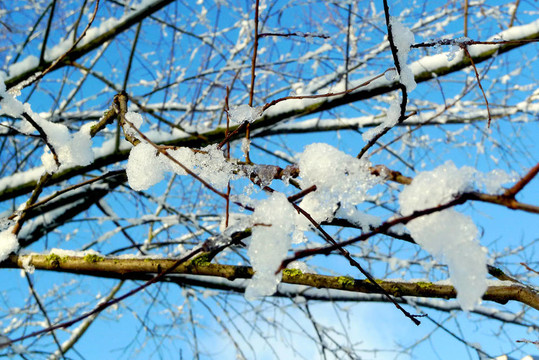 樹枝覆蓋著冰雪覆蓋著藍天