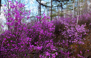 杜鵑花