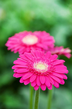 Pink Gerber的植物