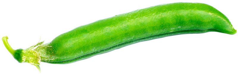 綠色的豌豆莢