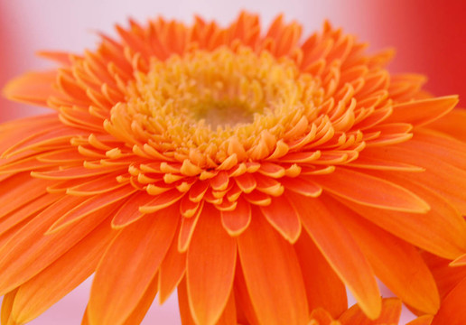 橙色非洲菊雛菊花