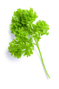 白色背景上的香菜