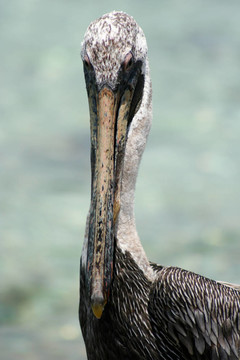 pellican