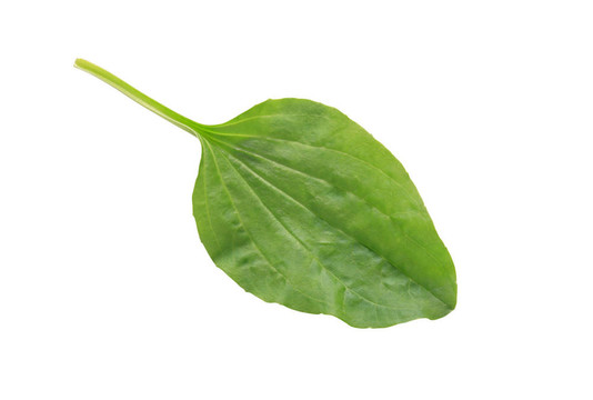 芭蕉葉