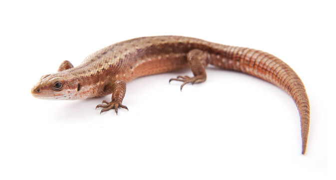 llizard