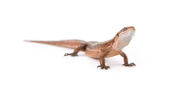 llizard