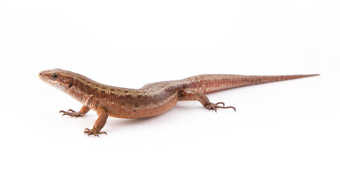 llizard