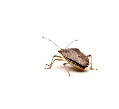 褐蝽