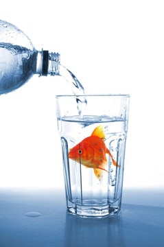 玻璃水里的金魚