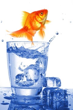 玻璃水里的金魚(yú)