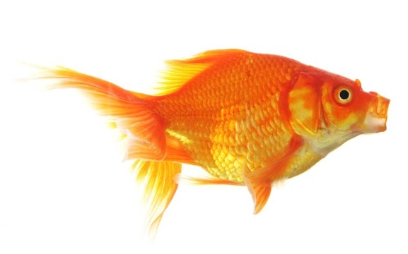 金魚