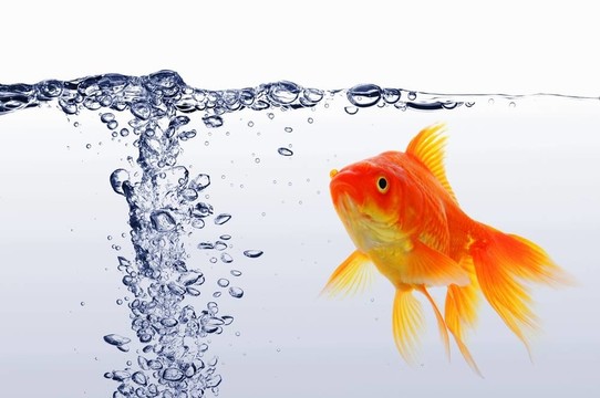 金魚