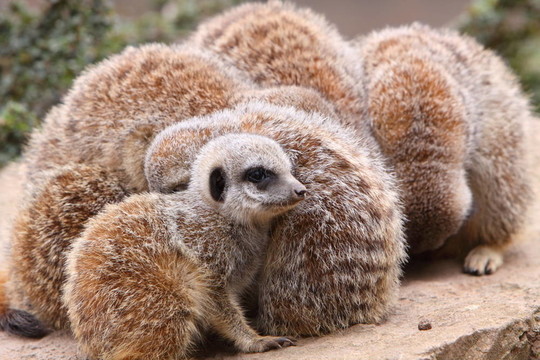狐獴
