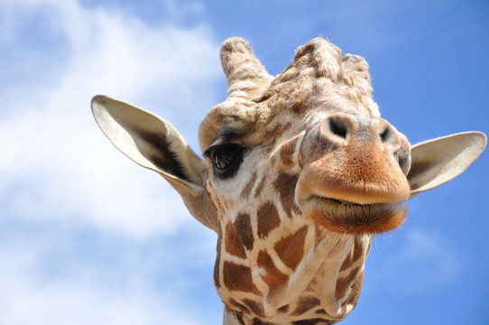 Giraffe的頭