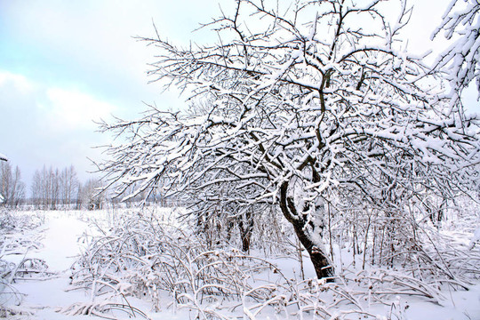冬季花園雪中的蘋果樹