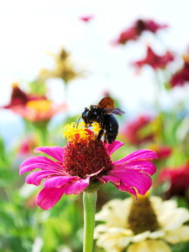 歐洲的木匠蜂和Zinnia