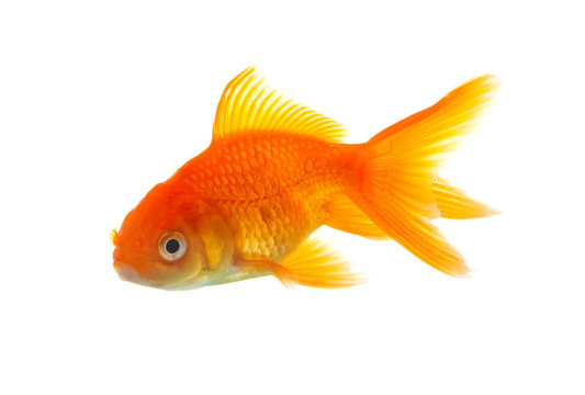 金魚