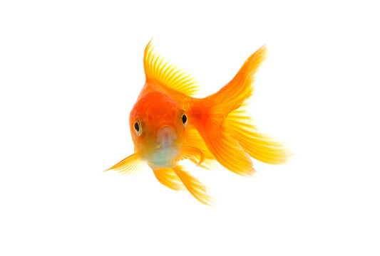 金魚