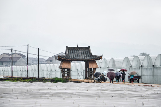 農(nóng)村大棚 小道 農(nóng)田 湖頭村