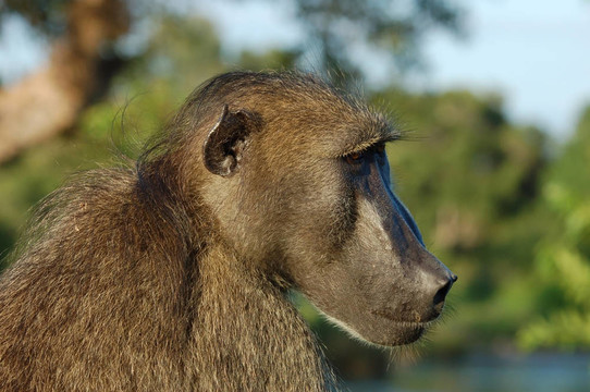 Baboon（狒狒烏爾西努）