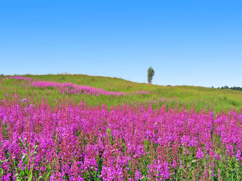 田野上的丁香花