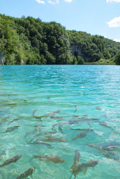 魚在湖