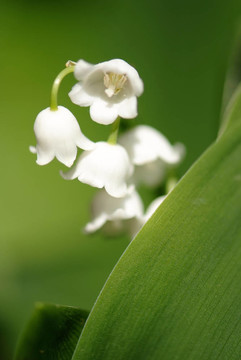 山谷百合花