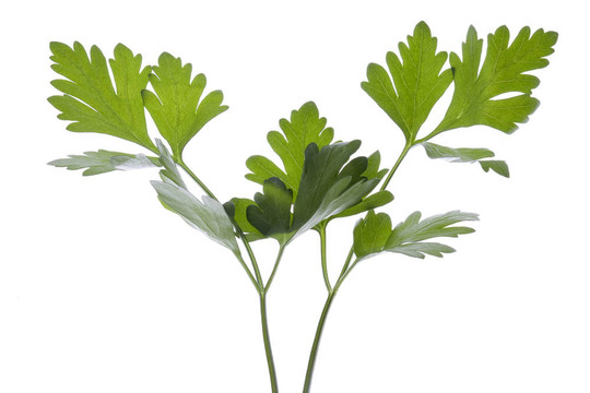 香菜葉分離