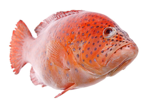 紅羅非魚魚