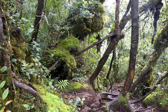 世界上最古老的苔藓林